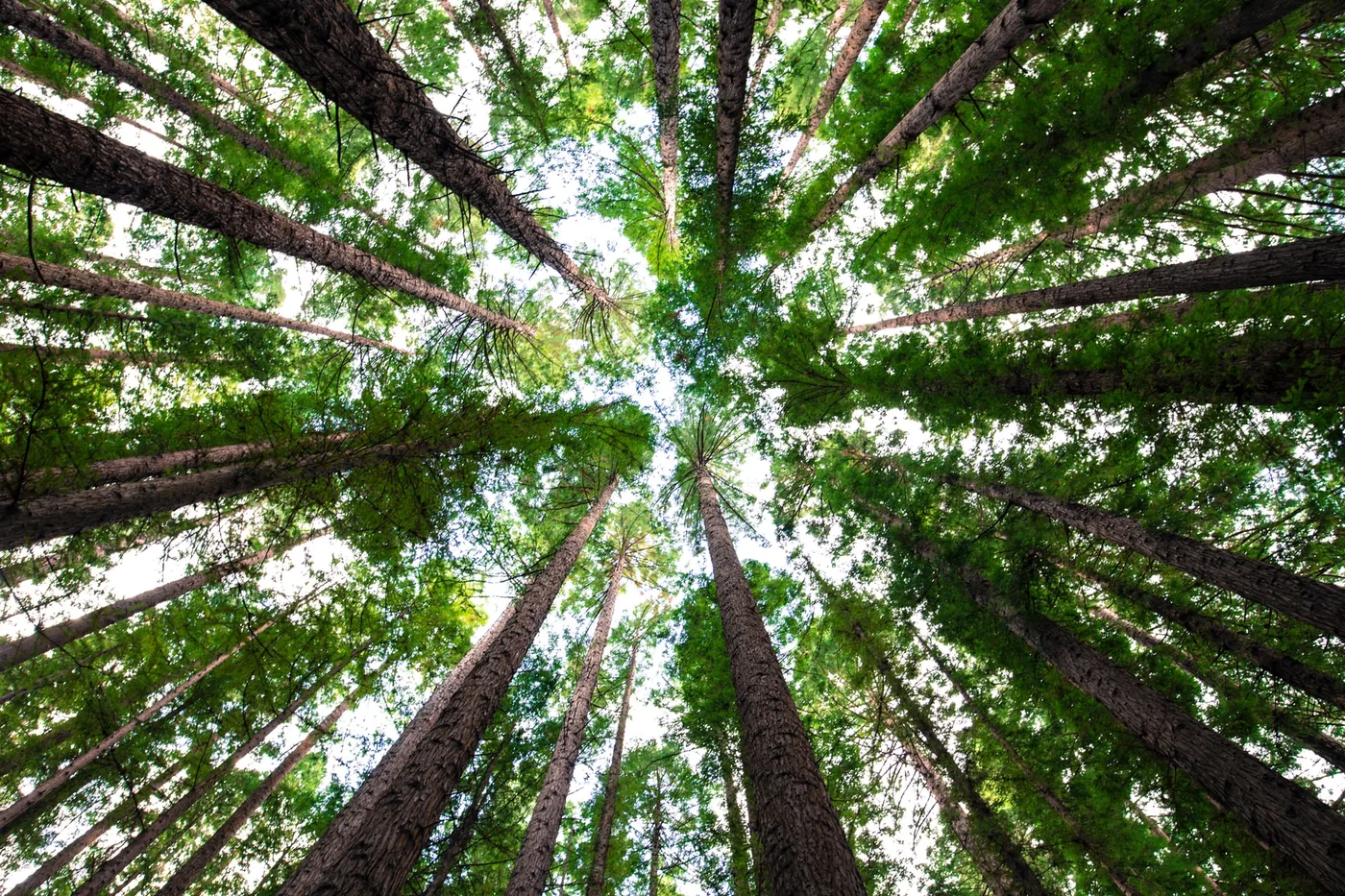 Do Hammocks Hurt Trees?  How To Hang a Hammock Without Damaging Them