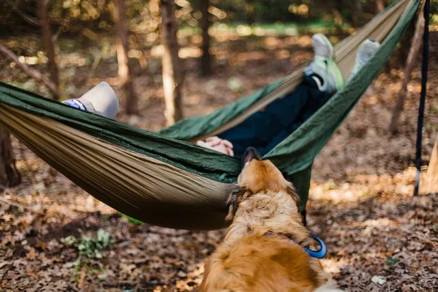 hammock camping with your dog